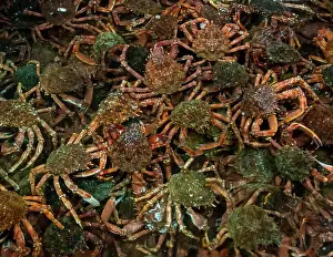 Tasting Prints: Food Tour with Michelin Star Chef Loic Le Bail at the seafood wholesale Béganton Gaby SA in Morlaix-Roscoff