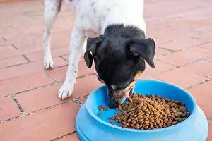 Desire Prints: foodie dog eating on a blue plate