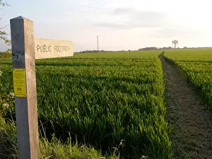 Direct Prints: FOOTPATH SIGN ACROSS FIELD OF CROPS HAPPISBURGH NORFOLK EAST ANGLIA ENGLAND UK