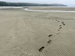 Atmospheric Mood Prints: Footprints and bird tracks in the Sand on an empty beach