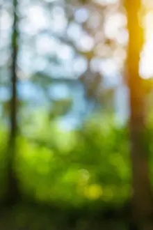 Forest blur bokeh background, abstract defocussed image of trees