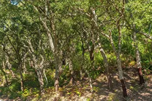 French Riviera Prints: Forest with cork oaks in the Massif de l Esterel