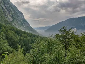 Bohinj Prints: Forest in Dinaric Alps near Lake Bohinj, Slovenia