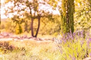 Images Dated 2nd July 2018: Forest and field with french lavender. Nature sunset, blooming lavender flowers