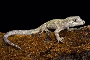 The forest gecko (Mokopirirakau granulatus) is a species of gecko