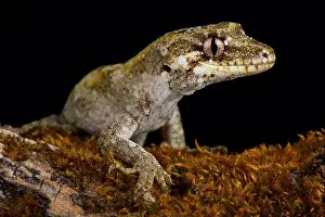 The forest gecko (Mokopirirakau granulatus) is a species of gecko