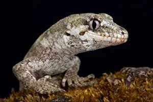 Westcoast Prints: The forest gecko (Mokopirirakau granulatus) is a species of gecko