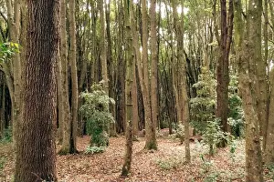 Vale Prints: A forest of Japanese camphor trees - Cinnamomum camphora at Magamba Nature Forest Reserves in Usambara Mountains