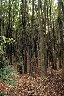 Vale Prints: A forest of Japanese camphor trees - Cinnamomum camphora at Magamba Nature Forest Reserves in Usambara Mountains