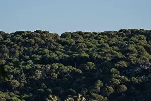 Social Issues Prints: Forest of lush green pine trees in wilderness mountain forrest