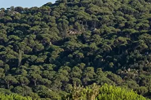 Social Issues Prints: Forest of lush green pine trees in wilderness mountain forrest