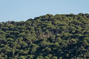 Forest of lush green pine trees in wilderness mountain forrest