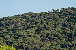 Social Issues Prints: Forest of lush green pine trees in wilderness mountain forrest