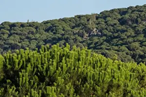 Directly Above Prints: Forest of lush green pine trees in wilderness mountain forrest