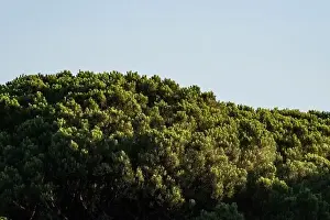 Social Issues Prints: Forest of lush green pine trees in wilderness mountain forrest
