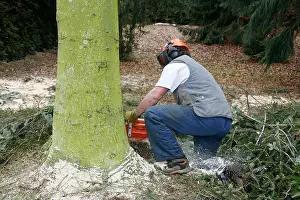 Lumberjack Prints: forest operation scenery with lumberman at work