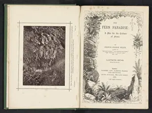 Ferns Prints: Forest path with ferns on the side