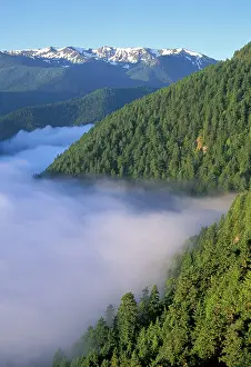 Dawning Prints: Forest rising above fog Hurricane Ridge in background Lookout Rock Heart of the Hills Road Olympic National Park