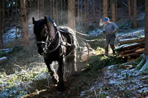Productive Livestock Prints: Forest worker and logging horse doing forest work, Volders, Tyrol, Austria
