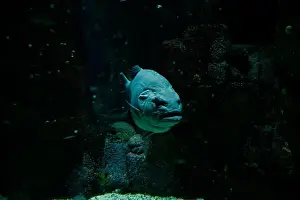 Wildlife Observation Prints: A formidable grouper emerges from the shadowy recesses of its tank at the Lisbon Oceanarium