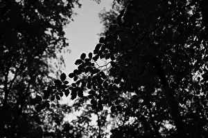 Trees Landscape Prints: Förslöv, Skåne, Sweden. Oktober 9 2024. Hålehall hiking area