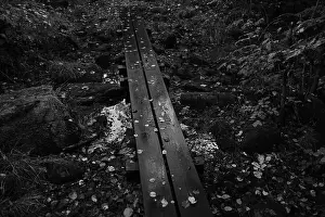 Trees Landscape Prints: Förslöv, Skåne, Sweden. Oktober 9 2024. Hålehall hiking area