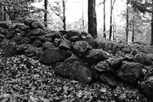 Trees Landscape Prints: Förslöv, Skåne, Sweden. Oktober 9 2024. Hålehall hiking area