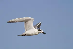 Charadriiformes Prints: Forster's Tern (Sterna forsteri)