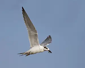Charadriiformes Prints: Forster's Tern (Sterna forsteri)