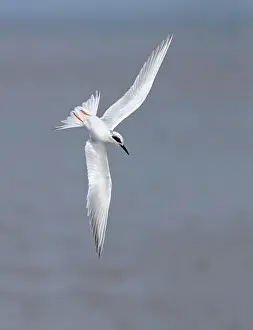 Galveston Prints: Forster's tern (Sterna forsteri) diving into the ocean, Galveston, Texas, USA