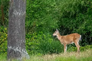 Odocoileus Hemionus Prints: Fort Ebey State Park, Washington, USA