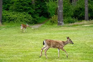 Odocoileus Hemionus Prints: Fort Ebey State Park, Washington, USA