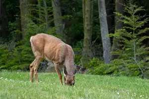 Odocoileus Hemionus Prints: Fort Ebey State Park, Washington, USA