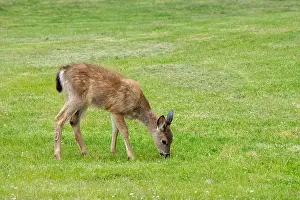 Odocoileus Hemionus Prints: Fort Ebey State Park, Washington, USA. Black-tailed deer doe grazing on grass