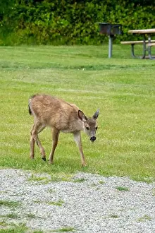 Odocoileus Hemionus Prints: Fort Ebey State Park, Washington, USA