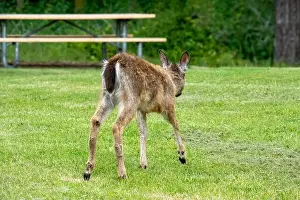 Odocoileus Hemionus Prints: Fort Ebey State Park, Washington, USA
