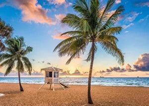 Trees Collection: Fort Lauderdale, Florida, USA at the beach