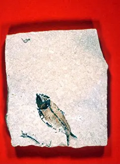 Paranormal Prints: Fossil of fish. Private collection