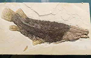 Fossil Gar fish (Lepisosteus simplex) with well preserved scales. Eocene age. The Field Museum. Chicago, Illinois, USA