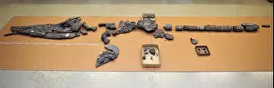 Fossils Prints: The fossil of a new Ichthyosaur species named Swabian Sea Dragon is presented at the State Museum of natural history