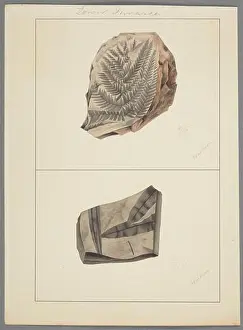 Scientific Prints: Fossil plant specimen., circa 1864, by John Buchanan.