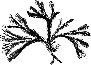 Branching Prints: Fossil plants : for students of botany and geology