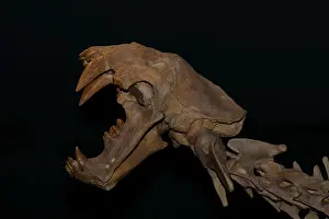 Pleistocene Prints: Fossil skull of a Saber Cat, Xenosmilus hodsonae