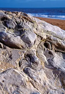 Fossils Prints: Fossils in the rocks on the Jurassic Coast