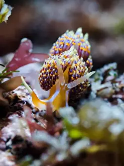 Cape Town Prints: Four-colour nudibranch (Godiva quadricolor) front view of this colorful sea slug on the reef