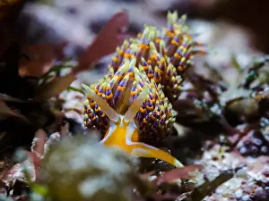 Cape Town Prints: Four-colour nudibranch (Godiva quadricolor) front view of this colorful sea slug on the reef