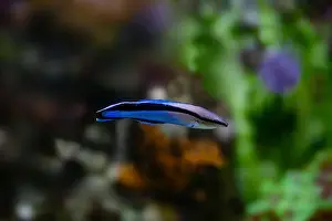 Four-line wrasse, Larabicus quadrilineatus, is a species of wrasse native to the Red Sea and the Gulf of Aden