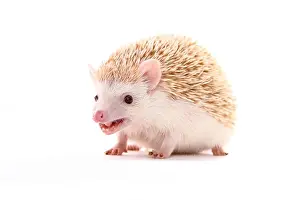 Hedgehog Prints: Four-toed Hedgehog, African Pygmy Hedgehog (Atelerix albiventris)