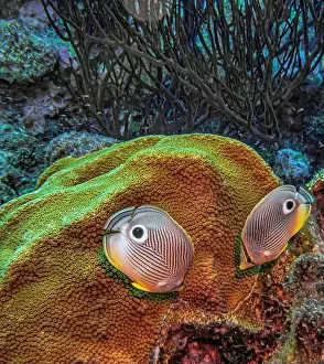 Chaetodontidae Prints: foureye butterflyfish, Chaetodon capistratus is a butterflyfish, family Chaetodontidae