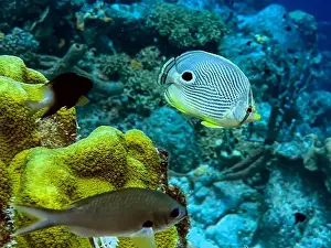Sponges Prints: foureye butterflyfish, Chaetodon capistratus is a butterflyfish, family Chaetodontidae